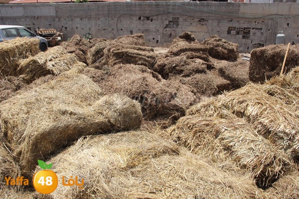 abo selmeiy 0528 (32).JPG